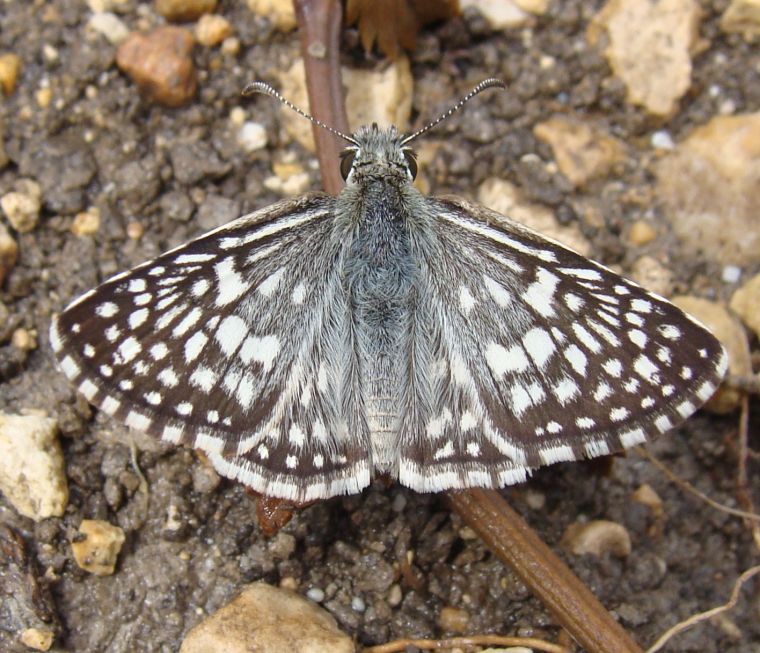 Tiny Butterfly